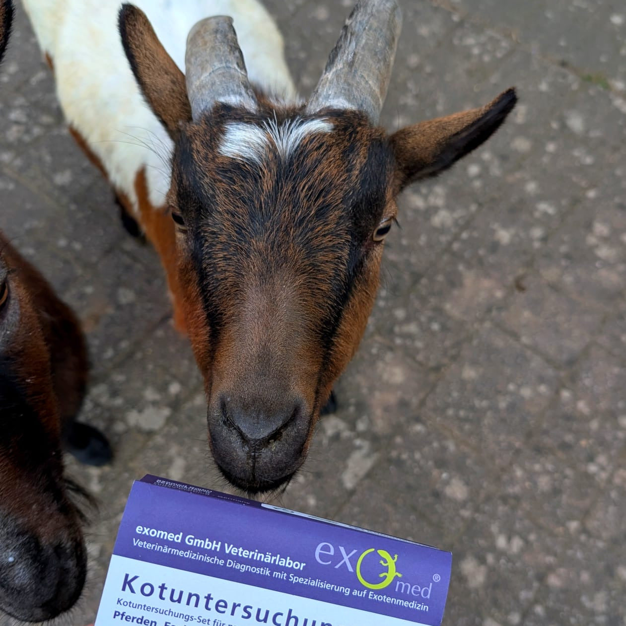 Kotuntersuchung für Großtiere – inkl. Lungenwurmnachweis & selektive Entwurmung