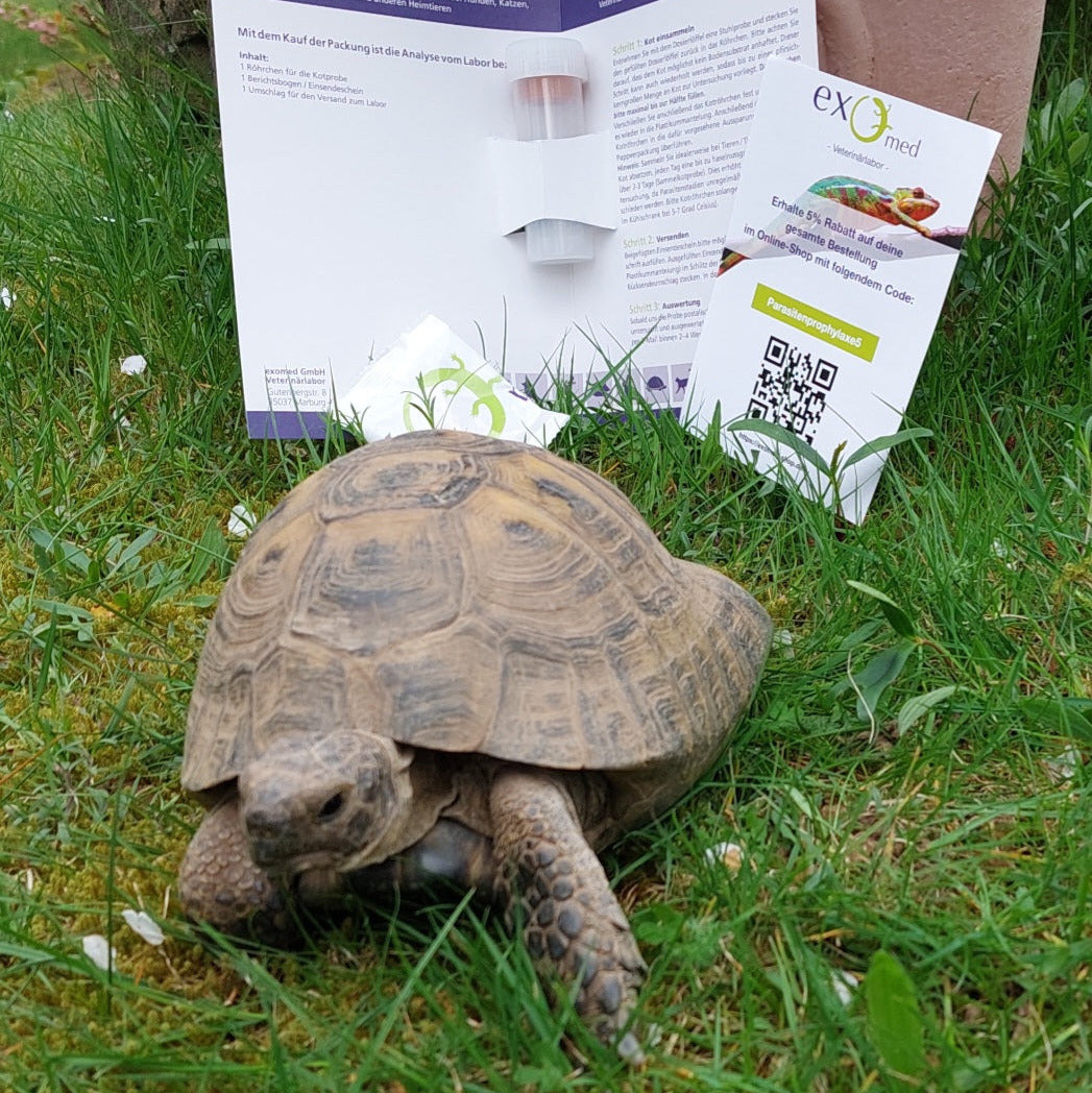 Kotuntersuchung für Reptilien – Umfassendes Profil für sichere Diagnostik