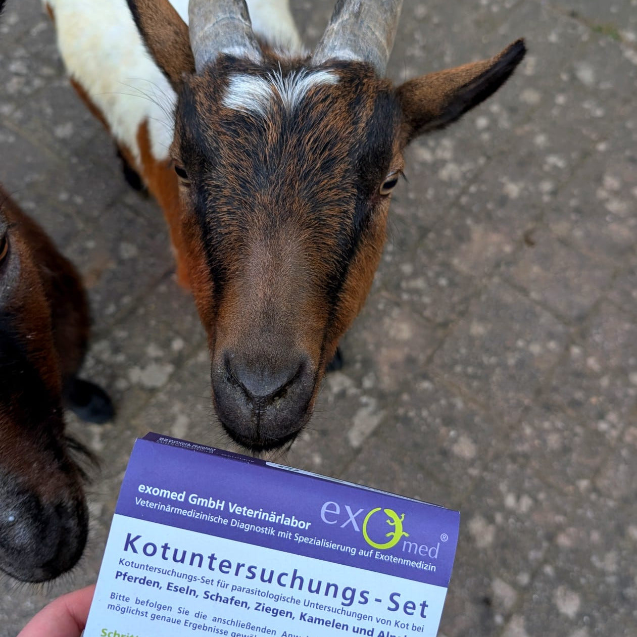 Kotuntersuchung für Großtiere – Parasiten gezielt nachweisen (z. B. Pferd, Rind, Schaf)