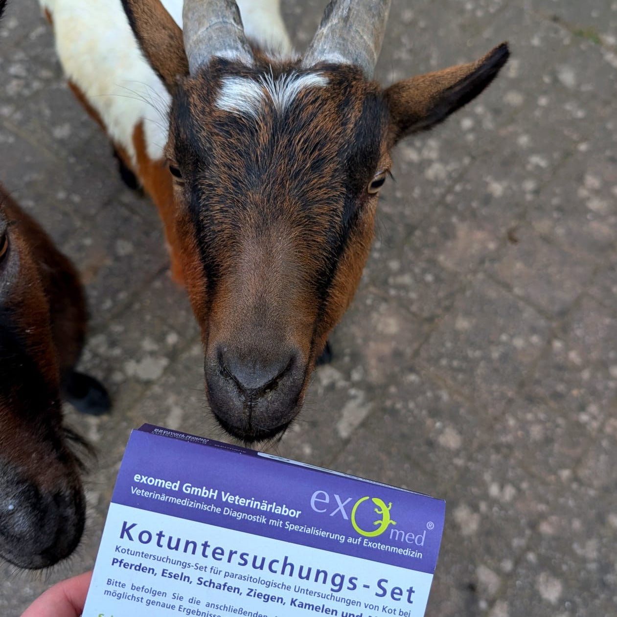 2er-Set Kotuntersuchung für Großtiere – Beste Wahl für zuverlässige Ergebnisse