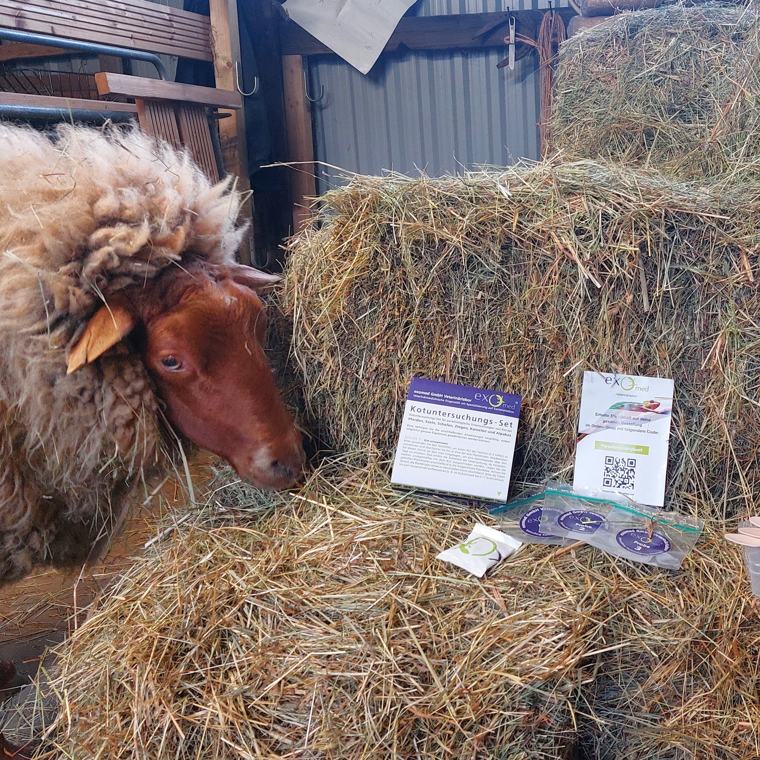 Kotuntersuchung für Großtiere – Parasiten gezielt nachweisen (z. B. Pferd, Rind, Schaf)