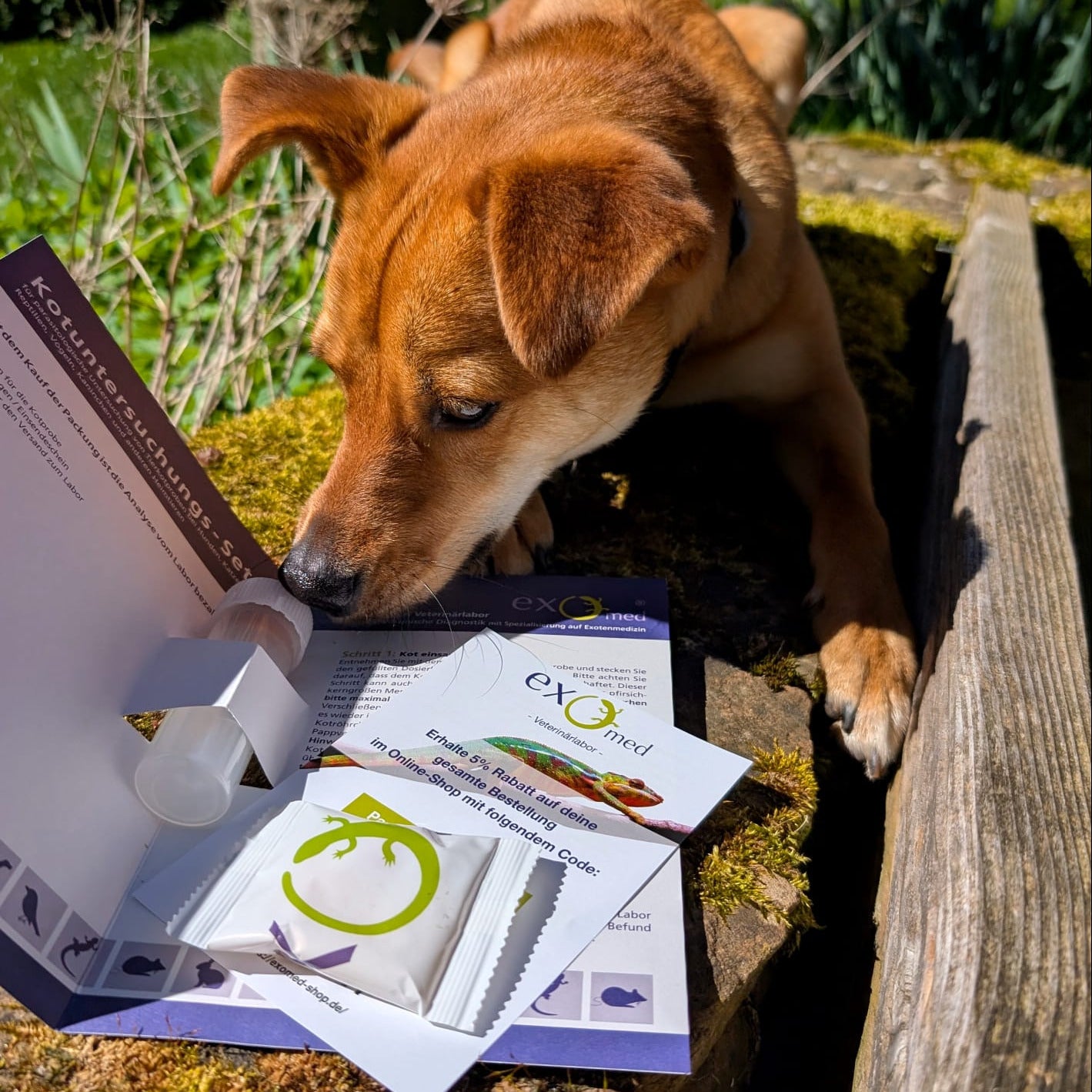 Kotuntersuchung für Hunde & Katzen – umfassendes Profil für eine gründliche Analyse