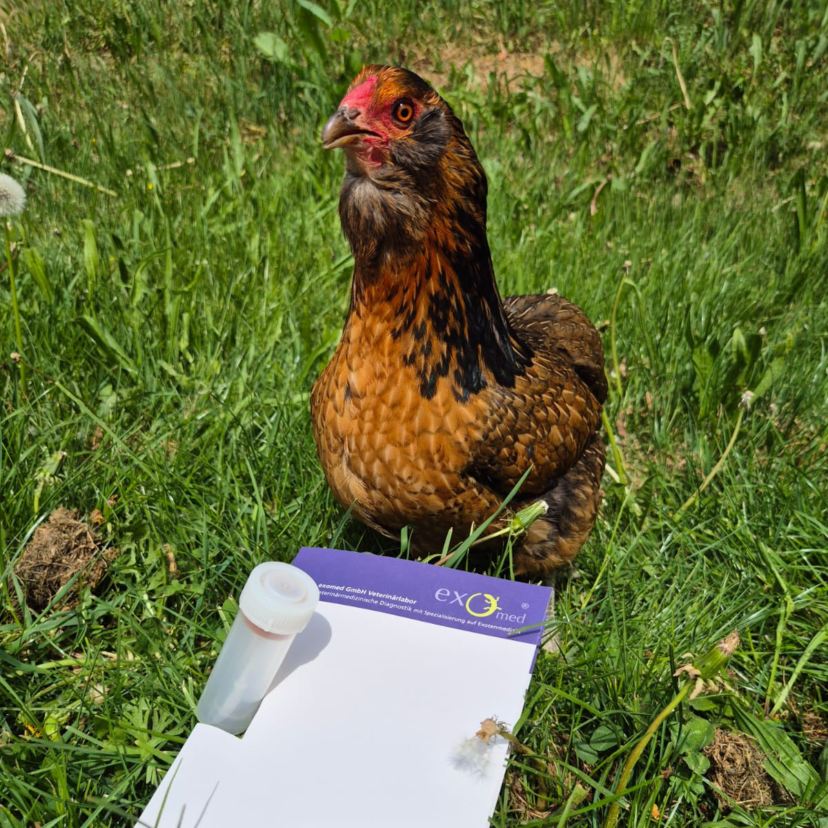 Kotuntersuchung – Basis-Test auf Darmparasiten