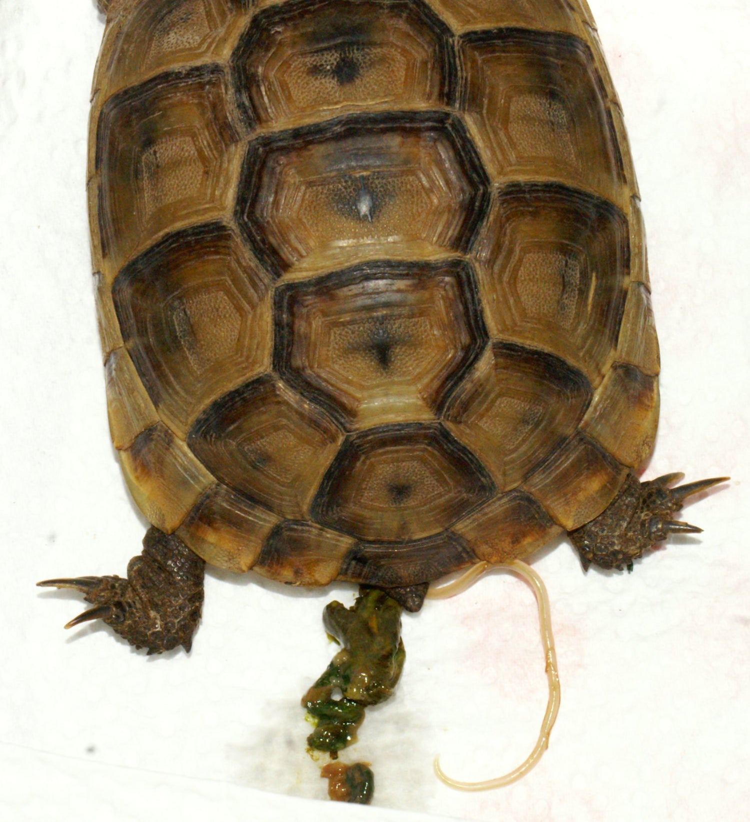 Parasiten bei Landschildkröten