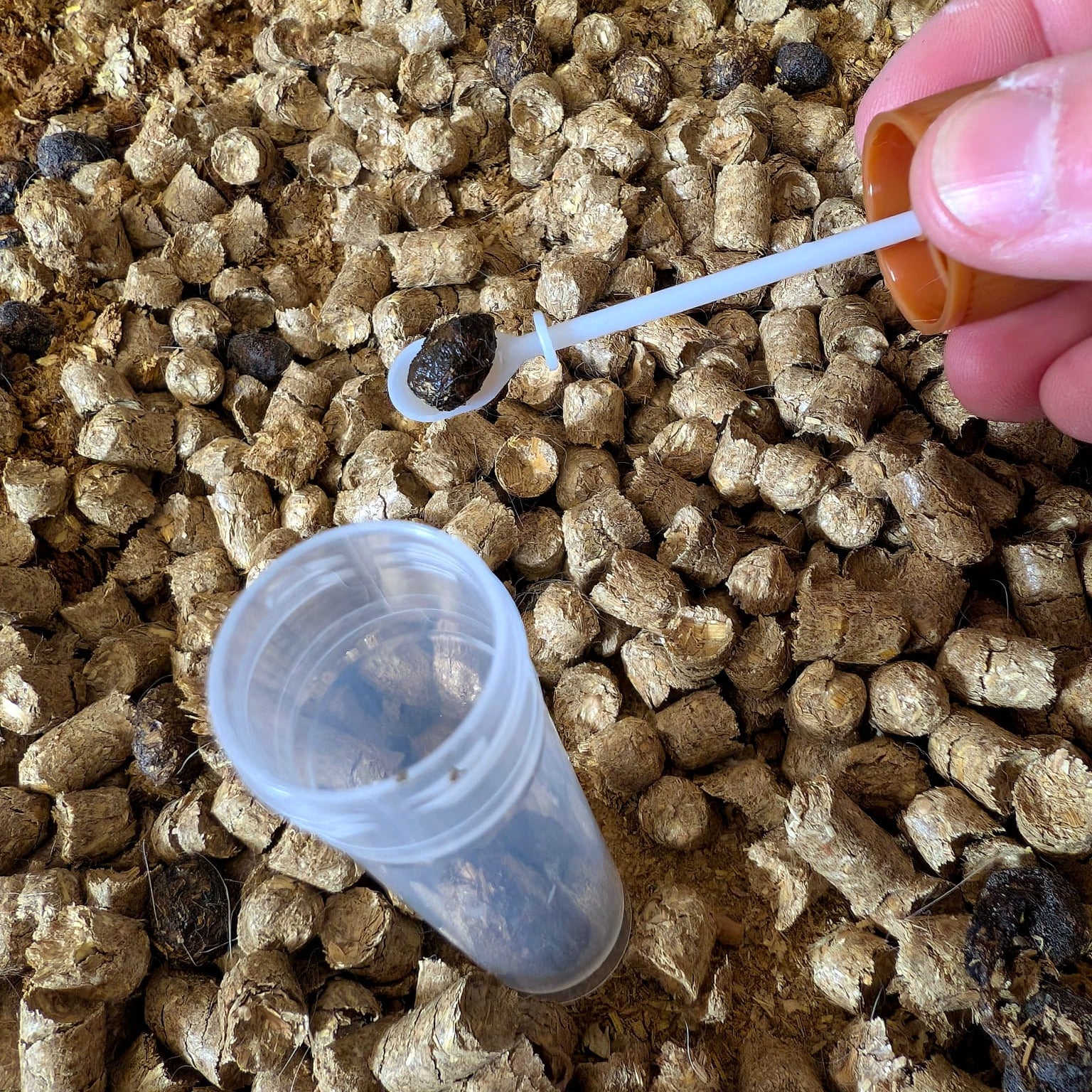 Kotuntersuchung – Basis-Test auf Darmparasiten
