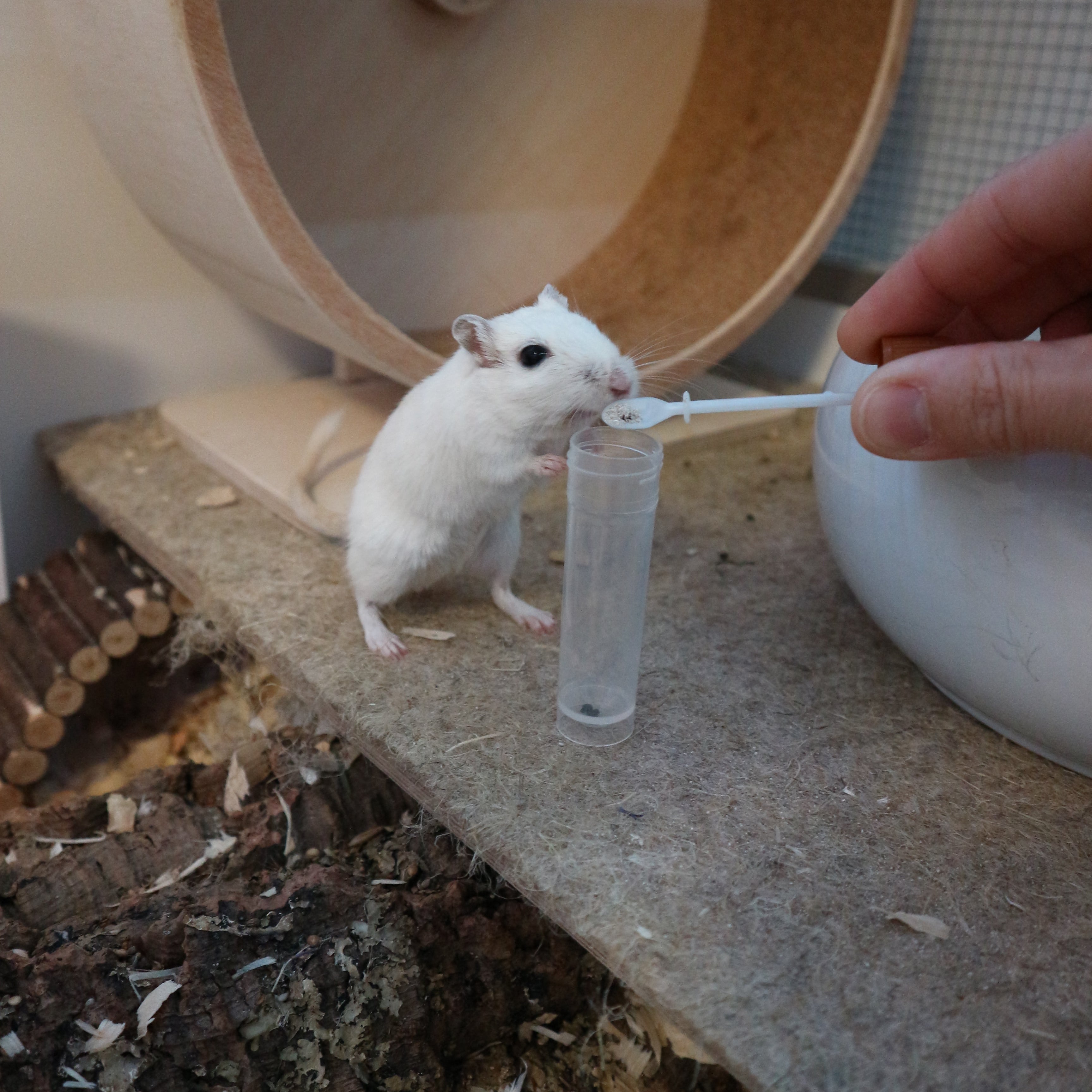Kotuntersuchung – Basis-Test auf Darmparasiten