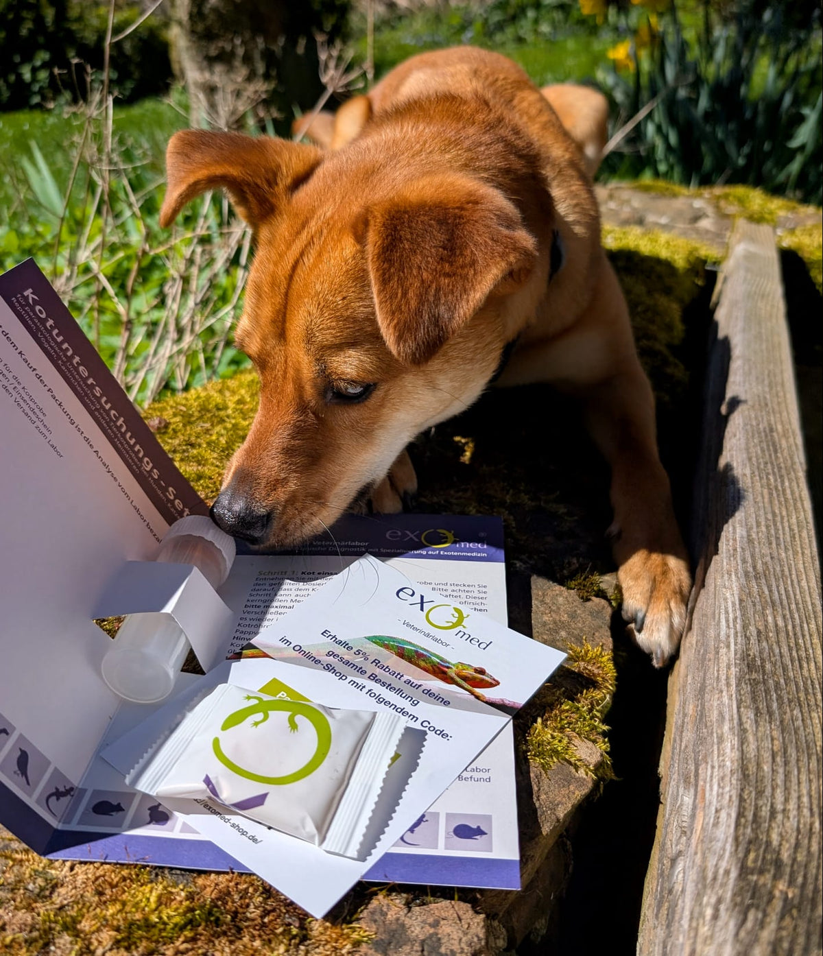 Hund schnuppert am exomed Kotuntersuchungs-Set