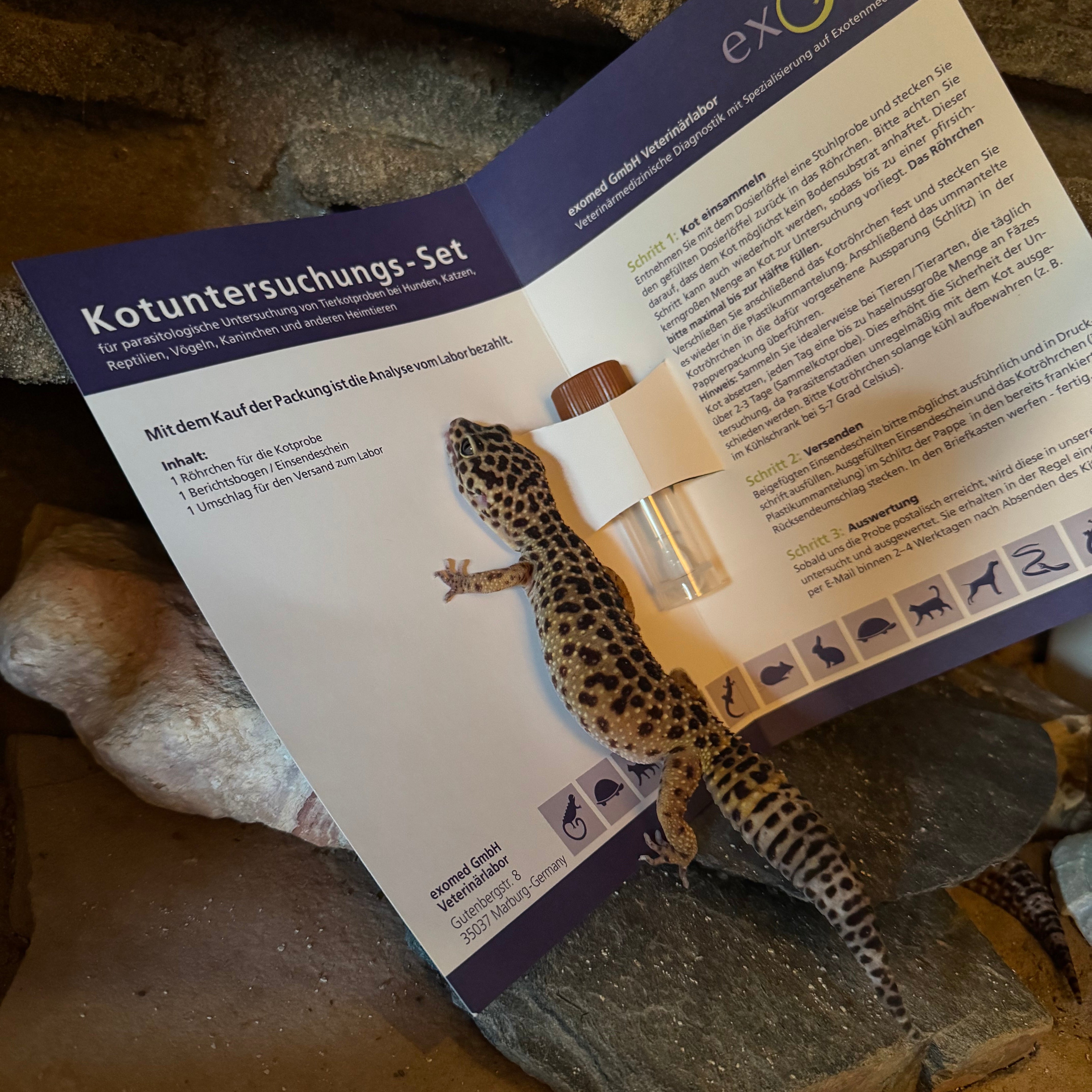 Kotuntersuchung für Reptilien – Umfassendes Profil für sichere Diagnostik